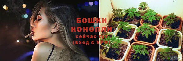 прущие грибы Вяземский